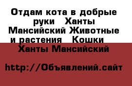 Отдам кота в добрые руки - Ханты-Мансийский Животные и растения » Кошки   . Ханты-Мансийский